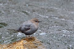 American Dipper