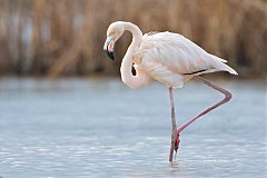 American Flamingo