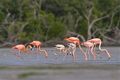 American Flamingo