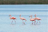 American Flamingo