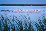 American Flamingo