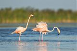 American Flamingoborder=
