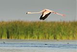 American Flamingo