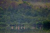 American Flamingo