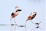 American Flamingo