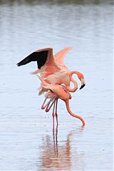 American Flamingo