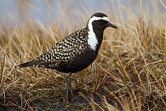 American Golden-Plover