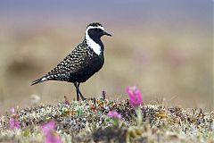 American Golden-Plover