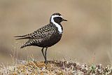 American Golden-Plover