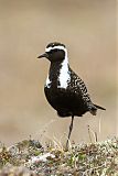 American Golden-Plover