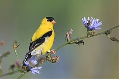 American Goldfinch