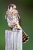 American Kestrel