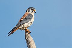 American Kestrel