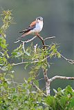 American Kestrel