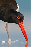 American Oystercatcher