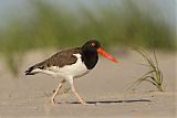 American Oystercatcher