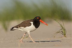 American Oystercatcher