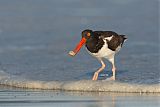 American Oystercatcher