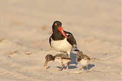 American Oystercatcher