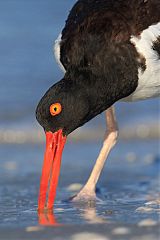 American Oystercatcher