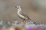 American Pipit