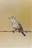 American Pipit