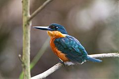 American Pygmy Kingfisher