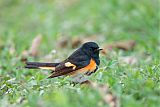 American Redstart