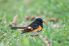 American Redstart