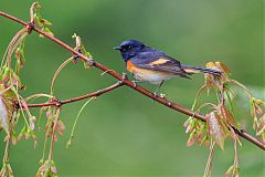 American Redstart