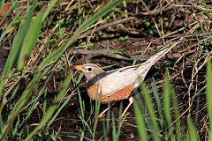 American Robin