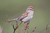 American Tree Sparrow