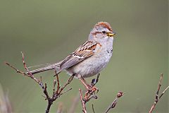 American Tree Sparrow