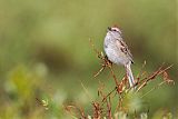 American Tree Sparrowborder=