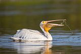 American White Pelican