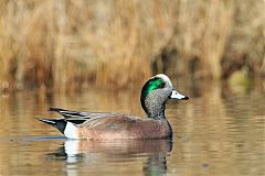 American Wigeon