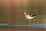 American Avocetborder=