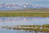 American Avocet