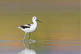 American Avocetborder=