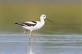 American Avocet