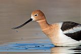 American Avocet