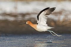 American Avocet