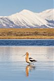 American Avocetborder=