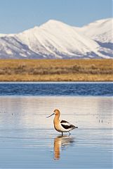 American Avocet