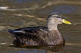 American Black Duck