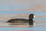 American Coot