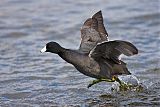 American Coot