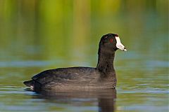 American Coot