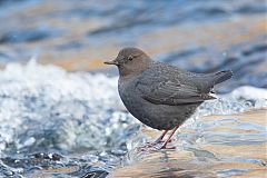 American Dipper