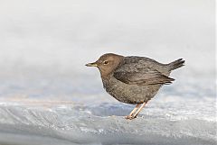 American Dipper